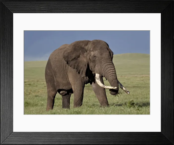 Framed Print : Bull African elephant (Loxodonta africana), Ngorongoro Crater, Tanzania, East Africa, Africa Framed Print : Bull African elephant (Loxodonta africana), Ngorongoro Crater, Tanzania, East Africa, Africa