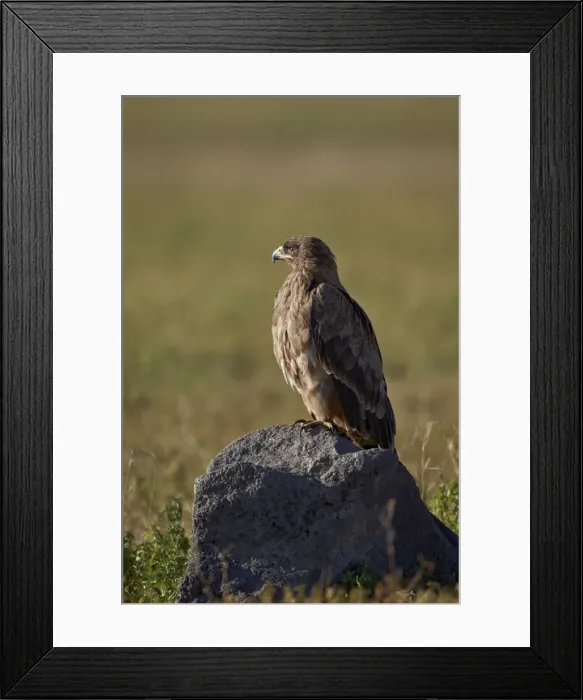 Framed Print : Tawny eagle (Aquila rapax), Ngorongoro Crater, Tanzania, East Africa, Africa