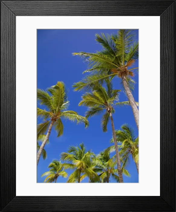 Framed Print : Palm trees, Long Bay, Antigua, Leeward Islands, West Indies, Caribbean, Central America Framed Print : Palm trees, Long Bay, Antigua, Leeward Islands, West Indies, Caribbean, Central America