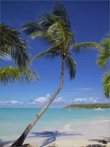 Beach and palm trees, Dickenson Bay, St. Georges, Antigua, Leeward Islands, West Indies, Caribbean, Central America