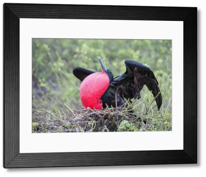 Framed Print : Great Frigatebird male (Fregata minori), Genovesa Island, Galapagos, UNESCO World Heritage Site, Ecuador, South America Framed Print : Great Frigatebird male (Fregata minori), Genovesa Island, Galapagos, UNESCO World Heritage Site, Ecuador, South America