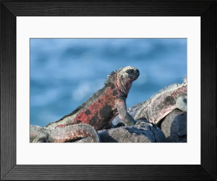Framed Print : Marine Iguanas (Amblyrhynchus cristatus hassi), Hispanola Island, Galapagos, UNESCO World Heritage Site, Ecuador, South America Framed Print : Marine Iguanas (Amblyrhynchus cristatus hassi), Hispanola Island, Galapagos, UNESCO World Heritage Site, Ecuador, South America