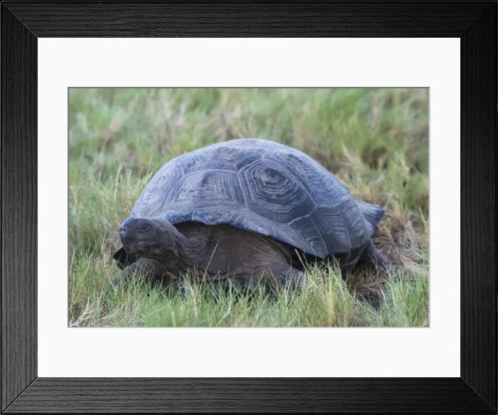 Framed Print : Galapagos Giant Tortoise (Geochelone elephantophus vandenburgi), Bahia Urvina, Isabela Island, Galapagos, UNESCO World Heritage Site, Ecuador, South America Framed Print : Galapagos Giant Tortoise (Geochelone elephantophus vandenburgi), Bahia Urvina, Isabela Island, Galapagos, UNESCO World Heritage Site, Ecuador, South America