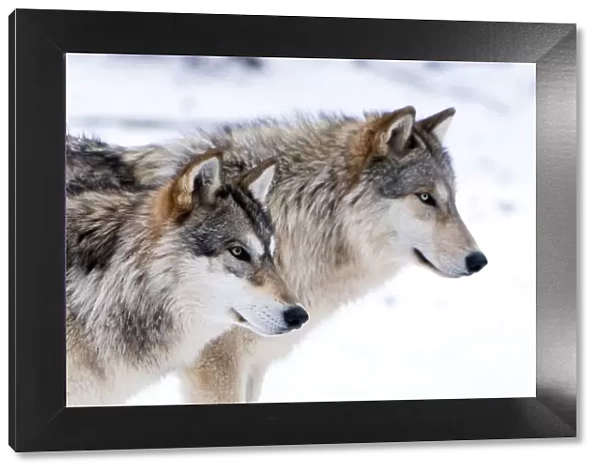 Two sub adult North American Timber wolves (Canis lupus) in snow, Austria, Europe