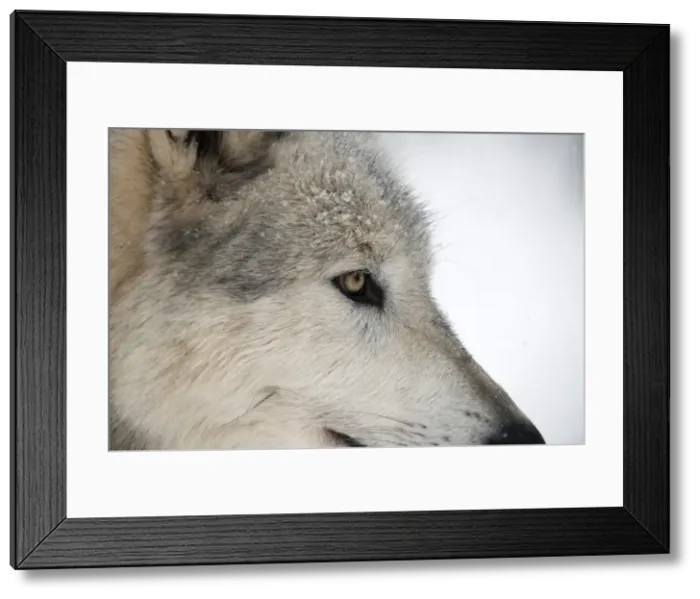Framed Print : Close-up of face and snout of a North American Timber wolf (Canis lupus) in forest, Austria, Europe Framed Print : Close-up of face and snout of a North American Timber wolf (Canis lupus) in forest, Austria, Europe