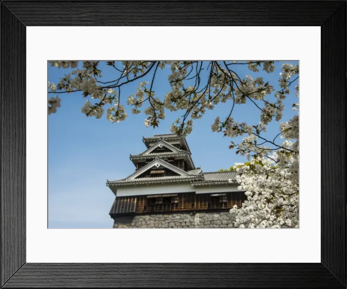 Framed Print : Cherry blossom and Kumamoto Japanese Castle, Kumamoto, Kyushu, Japan, Asia Framed Print : Cherry blossom and Kumamoto Japanese Castle, Kumamoto, Kyushu, Japan, Asia