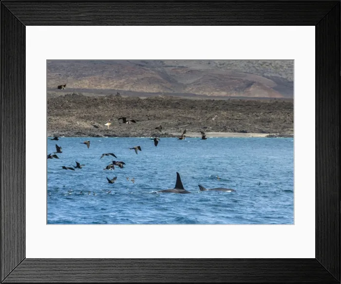 Framed Print : A small pod of four or five killer whales (Orcinus orca) feeding amongst frigatebirds between Fernandina and Isabela Islands, Galapagos Islands, UNESCO World Heritage Site, Ecuador, South America Framed Print : A small pod of four or five killer whales (Orcinus orca) feeding amongst frigatebirds between Fernandina and Isabela Islands, Galapagos Islands, UNESCO World Heritage Site, Ecuador, South America