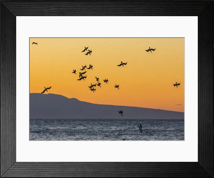 Framed Print : Blue-footed boobies (Sula nebouxii) plunge-diving for small fish at sunset off Rabida Island, Galapagos Islands, UNESCO World Heritage Site, Ecuador, South America Framed Print : Blue-footed boobies (Sula nebouxii) plunge-diving for small fish at sunset off Rabida Island, Galapagos Islands, UNESCO World Heritage Site, Ecuador, South America