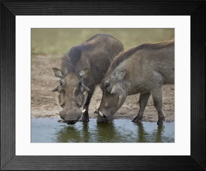 Framed Print : Two warthog (Phacochoerus aethiopicus) at a water hole, Addo Elephant National Park, South Africa, Africa Framed Print : Two warthog (Phacochoerus aethiopicus) at a water hole, Addo Elephant National Park, South Africa, Africa
