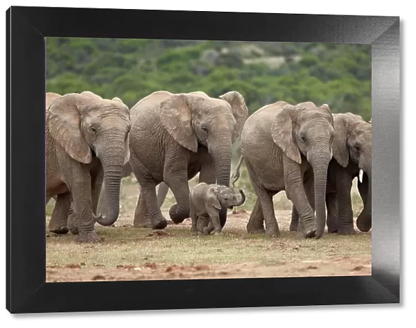 African elephant (Loxodonta africana) family, Addo Elephant National Park, South Africa, Africa