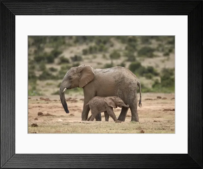 Framed Print : African elephant (Loxodonta africana) mother and baby, Addo Elephant National Park, South Africa, Africa Framed Print : African elephant (Loxodonta africana) mother and baby, Addo Elephant National Park, South Africa, Africa