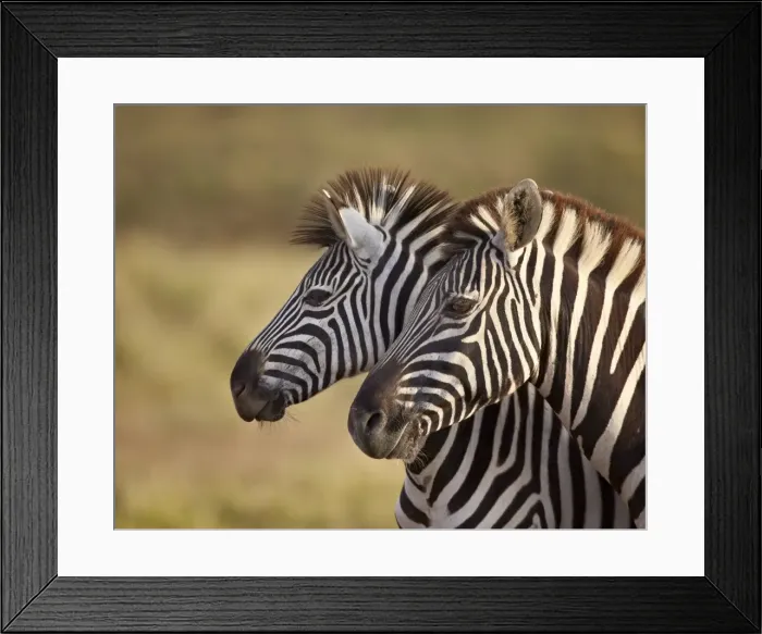 Framed Print : Tow common zebra (Plains zebra) (Burchells zebra) (Equus burchelli), Addo Elephant National Park, South Africa, Africa Framed Print : Tow common zebra (Plains zebra) (Burchells zebra) (Equus burchelli), Addo Elephant National Park, South Africa, Africa