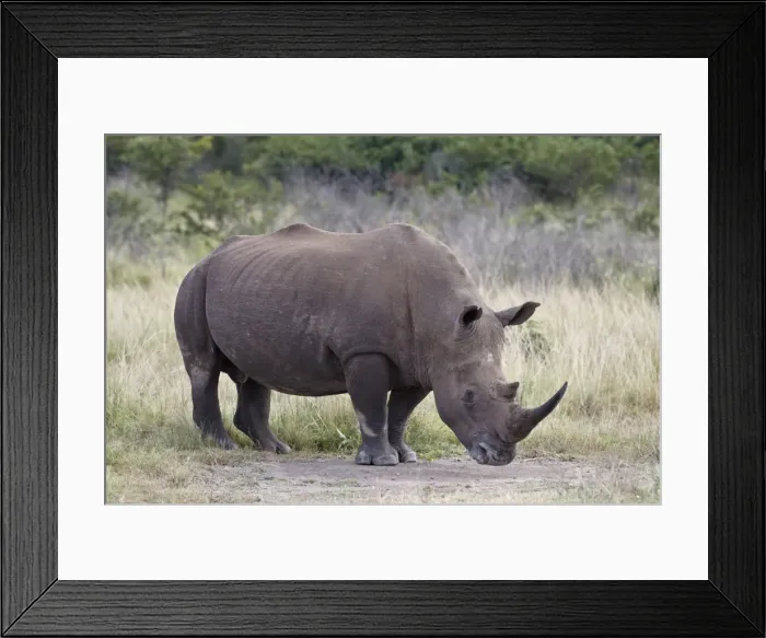 Framed Print : White rhinoceros (Ceratotherium simum), Hluhluwe Game Reserve, South Africa, Africa Framed Print : White rhinoceros (Ceratotherium simum), Hluhluwe Game Reserve, South Africa, Africa
