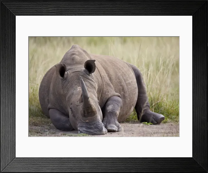 Framed Print : White rhinoceros (Ceratotherium simum), Hluhluwe Game Reserve, South Africa, Africa Framed Print : White rhinoceros (Ceratotherium simum), Hluhluwe Game Reserve, South Africa, Africa