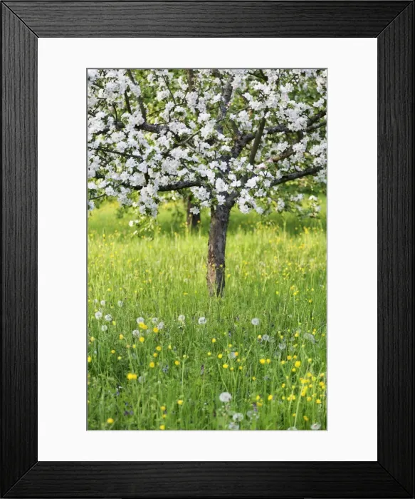 Framed Print : Blossoming apple tree, Baden Wurttemberg, Germany, Europe Framed Print : Blossoming apple tree, Baden Wurttemberg, Germany, Europe