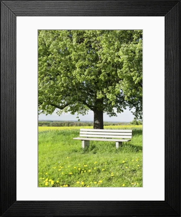 Framed Print : Bench beneath a tree, Frahlingswiese, Baden Wurttemberg, Germany, Europe d Framed Print : Bench beneath a tree, Frahlingswiese, Baden Wurttemberg, Germany, Europe d