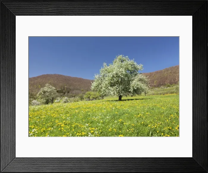 Framed Print : Blossoming cherry tree on a spring meadow, Neidlinger Tal Valley, Swabian Alb, Baden Wurttemberg, Germany, Europe Framed Print : Blossoming cherry tree on a spring meadow, Neidlinger Tal Valley, Swabian Alb, Baden Wurttemberg, Germany, Europe