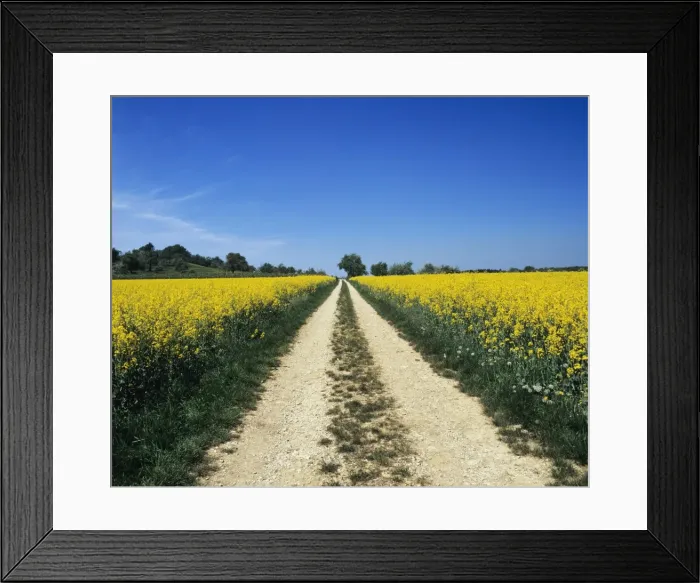 Framed Print : Path through a rape field, Swabian Alb, Baden Wurttemberg, Germany, Europe Framed Print : Path through a rape field, Swabian Alb, Baden Wurttemberg, Germany, Europe
