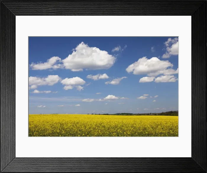 Framed Print : Cumulus clouds over a rape field, Swabian Alb, Baden Wurttemberg, Germany, Europe Framed Print : Cumulus clouds over a rape field, Swabian Alb, Baden Wurttemberg, Germany, Europe