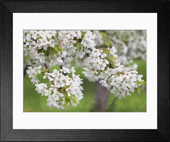 Framed Print : Blossoming cherry tree (Prunus avium), Baden Wurttemberg, Germany, Europe
