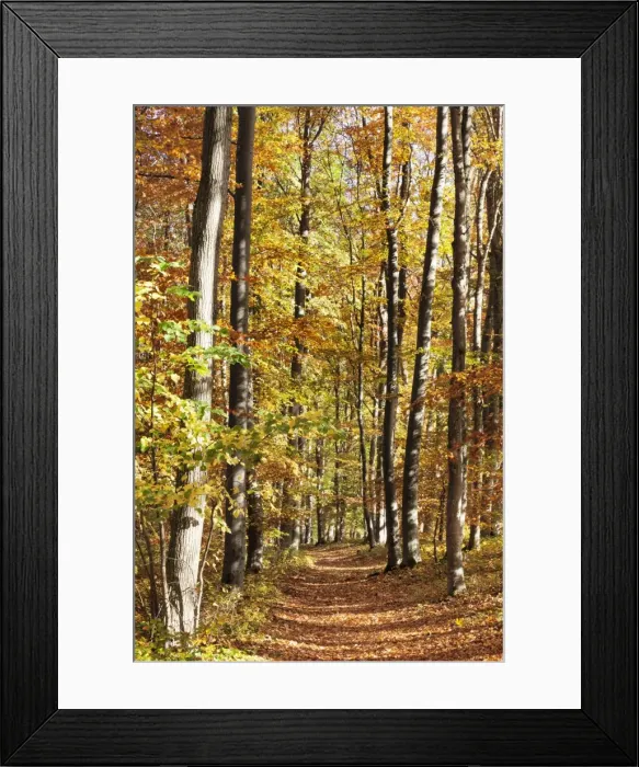 Framed Print : Path in a forest in autumn, Swabian Alb, Baden Wurttemberg, Germany, Europe Framed Print : Path in a forest in autumn, Swabian Alb, Baden Wurttemberg, Germany, Europe