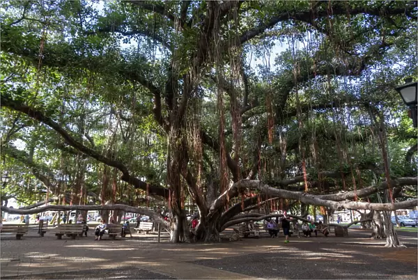 Banyan tree, Lahaina, Maui, Hawaii, United States of America, Pacific