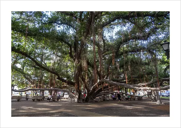 Banyan tree, Lahaina, Maui, Hawaii, United States of America, Pacific