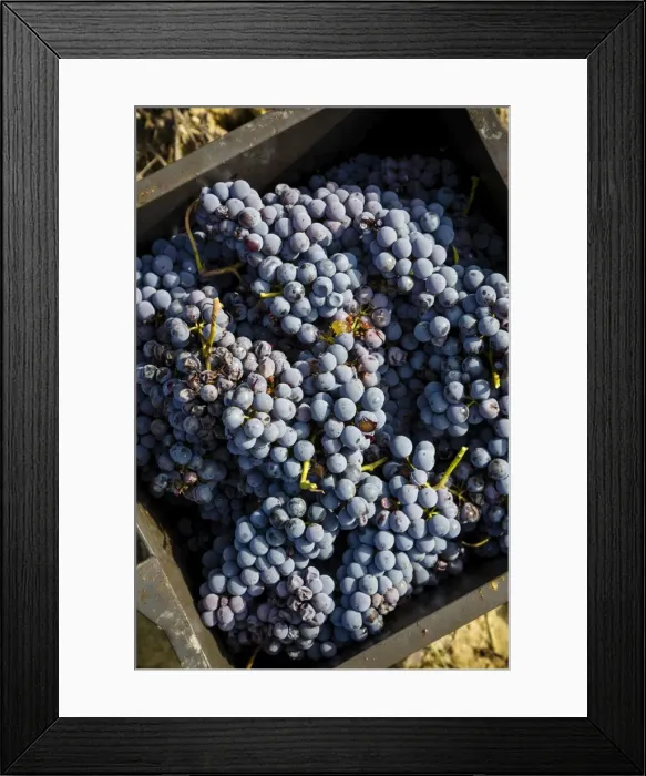 Framed Print : Grapes in a vineyard near Treiso, Langhe, Cuneo district, Piedmont, Italy, Europe Framed Print : Grapes in a vineyard near Treiso, Langhe, Cuneo district, Piedmont, Italy, Europe