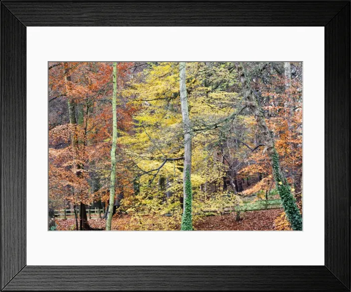 Framed Print : Beech Trees in Autumn on Long Walk at Mother Shiptons Knaresborough North Yorkshire England Framed Print : Beech Trees in Autumn on Long Walk at Mother Shiptons Knaresborough North Yorkshire England