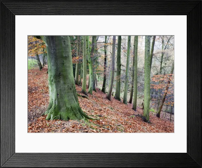 Framed Print : Woodland in autumn near Knaresborough, North Yorkshire, Yorkshire, England, United Kingdom, Europe Framed Print : Woodland in autumn near Knaresborough, North Yorkshire, Yorkshire, England, United Kingdom, Europe
