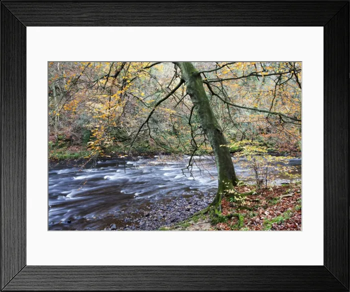Framed Print : Autumn tree by the River Nidd in Nidd Gorge Woods, Knaresborough, North Yorkshire, Yorkshire, England, United Kingdom, Europe Framed Print : Autumn tree by the River Nidd in Nidd Gorge Woods, Knaresborough, North Yorkshire, Yorkshire, England, United Kingdom, Europe