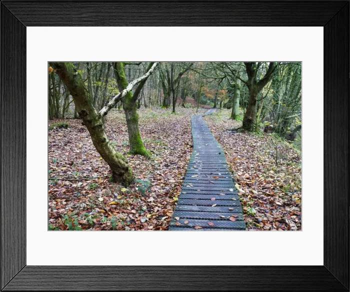 Framed Print : Duckboards near Scotton Bridge in Nidd Gorge Woods near Knaresborough, North Yorkshire, Yorkshire, England, United Kingdom, Europe Framed Print : Duckboards near Scotton Bridge in Nidd Gorge Woods near Knaresborough, North Yorkshire, Yorkshire, England, United Kingdom, Europe