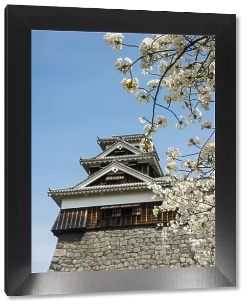Cherry blossom and Kumamoto Japanese Castle, Kumamoto, Kyushu, Japan, Asia