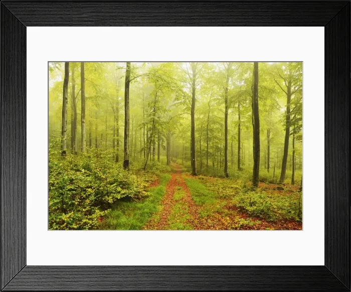 Framed Print : Beech forest and morning fog, Hunsrueck, Rhineland-Palatinate, Germany, Europe Framed Print : Beech forest and morning fog, Hunsrueck, Rhineland-Palatinate, Germany, Europe
