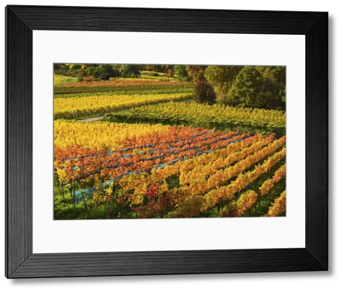 Framed Print : Vineyard landscape, near Bad Duerkheim, German Wine Route, Rhineland-Palatinate, Germany, Europe Framed Print : Vineyard landscape, near Bad Duerkheim, German Wine Route, Rhineland-Palatinate, Germany, Europe