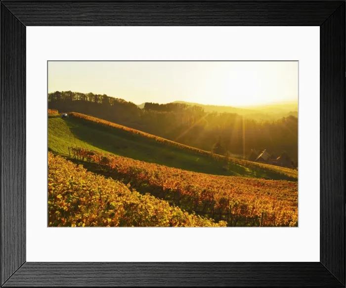 Framed Print : Vineyard landscape, Ortenau, Baden Wine Route, Baden-Wurttemberg, Germany, Europe Framed Print : Vineyard landscape, Ortenau, Baden Wine Route, Baden-Wurttemberg, Germany, Europe