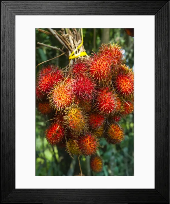 Framed Print : Rambutan fruit, Melaka (Malacca), Melaka State, Malaysia, Southeast Asia, Asia Framed Print : Rambutan fruit, Melaka (Malacca), Melaka State, Malaysia, Southeast Asia, Asia