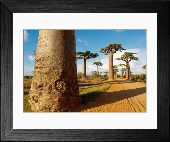 Framed Print : Baobab trees, Morondava, Madagascar, Africa Framed Print : Baobab trees, Morondava, Madagascar, Africa