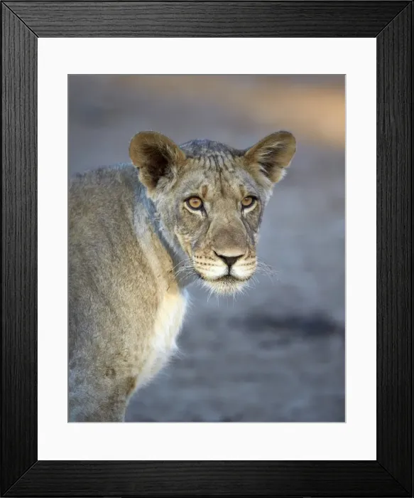 Framed Print : Young lion (Panthera leo), Kgalagadi Transfrontier Park, encompassing the former Kalahari Gemsbok National Park, South Africa, Africa Framed Print : Young lion (Panthera leo), Kgalagadi Transfrontier Park, encompassing the former Kalahari Gemsbok National Park, South Africa, Africa
