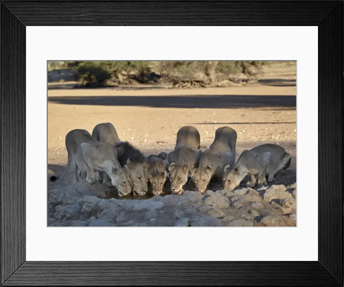 Framed Print : Lion (Panthera leo) family drinking, Kgalagadi Transfrontier Park, encompassing the former Kalahari Gemsbok National Park, South Africa, Africa Framed Print : Lion (Panthera leo) family drinking, Kgalagadi Transfrontier Park, encompassing the former Kalahari Gemsbok National Park, South Africa, Africa