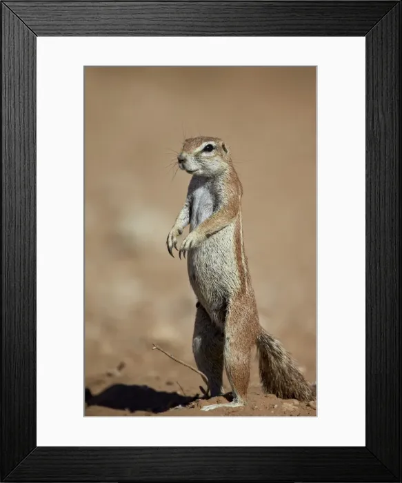 Framed Print : Cape ground squirrel (Xerus inauris), Kgalagadi Transfrontier Park, encompassing the former Kalahari Gemsbok National Park, South Africa, Africa Framed Print : Cape ground squirrel (Xerus inauris), Kgalagadi Transfrontier Park, encompassing the former Kalahari Gemsbok National Park, South Africa, Africa
