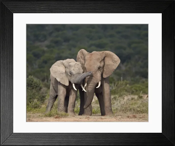 Framed Print : African elephant (Loxodonta africana) bulls sparring, Addo Elephant National Park, South Africa, Africa Framed Print : African elephant (Loxodonta africana) bulls sparring, Addo Elephant National Park, South Africa, Africa