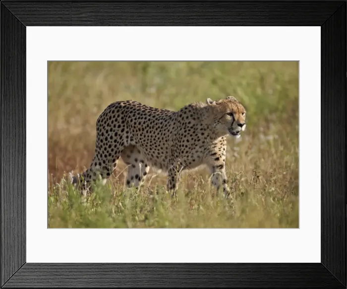 Framed Print : Cheetah (Acinonyx jubatus), Kruger National Park, South Africa, Africa Framed Print : Cheetah (Acinonyx jubatus), Kruger National Park, South Africa, Africa
