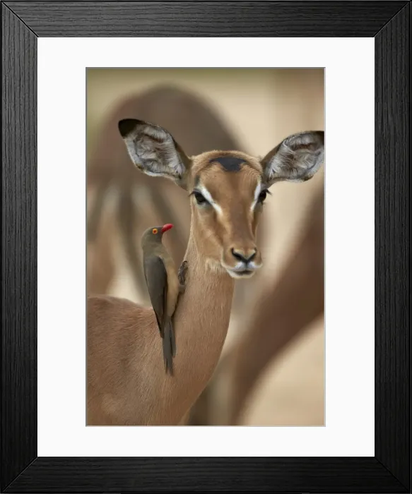 Framed Print : Red-billed oxpecker (Buphagus erythrorhynchus) on a female impala (Aepyceros melampus), Kruger National Park, South Africa, Africa Framed Print : Red-billed oxpecker (Buphagus erythrorhynchus) on a female impala (Aepyceros melampus), Kruger National Park, South Africa, Africa