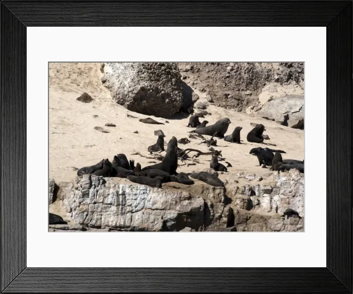 Framed Print : Cape fur seals, Cape Town, South Africa, Africa Framed Print : Cape fur seals, Cape Town, South Africa, Africa