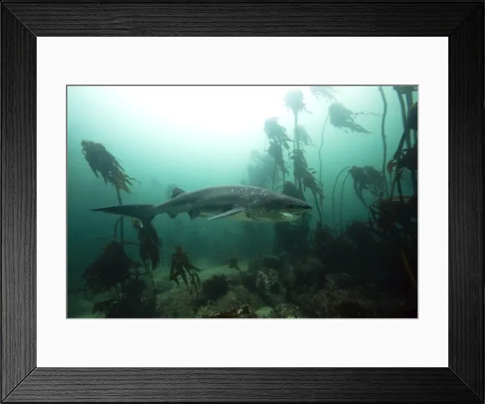Framed Print : Seven gill shark, Cape Town, South Africa, Africa Framed Print : Seven gill shark, Cape Town, South Africa, Africa