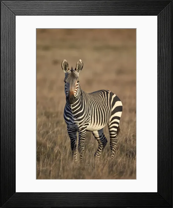Framed Print : Cape mountain zebra (Equus zebra zebra) stallion, Mountain Zebra National Park, South Africa, Africa Framed Print : Cape mountain zebra (Equus zebra zebra) stallion, Mountain Zebra National Park, South Africa, Africa