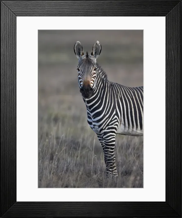 Framed Print : Cape mountain zebra (Equus zebra zebra) stallion, Mountain Zebra National Park, South Africa, Africa Framed Print : Cape mountain zebra (Equus zebra zebra) stallion, Mountain Zebra National Park, South Africa, Africa