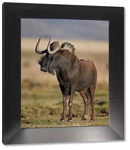 Black wildebeest (white-tailed gnu) (Connochaetes gnou), Mountain Zebra National Park, South Africa, Africa