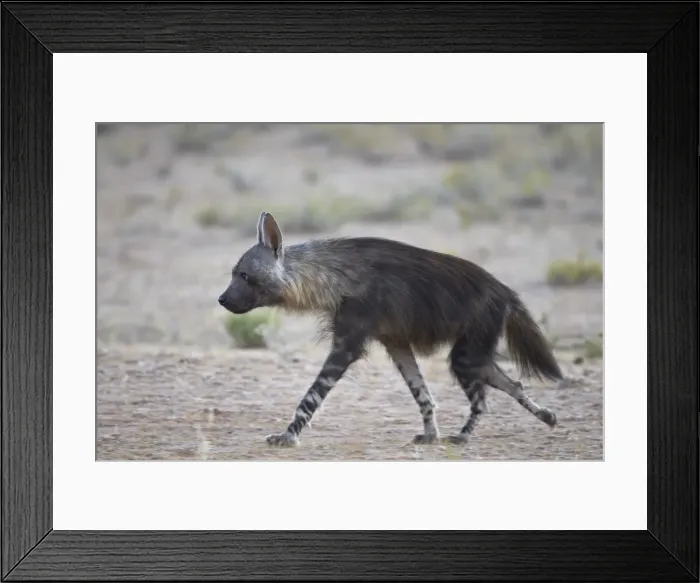 Framed Print : Brown hyena (Hyaena brunne) (Parahyaena brunnea), Kgalagadi Transfrontier Park, encompassing the former Kalahari Gemsbok National Park, South Africa, Africa Framed Print : Brown hyena (Hyaena brunne) (Parahyaena brunnea), Kgalagadi Transfrontier Park, encompassing the former Kalahari Gemsbok National Park, South Africa, Africa